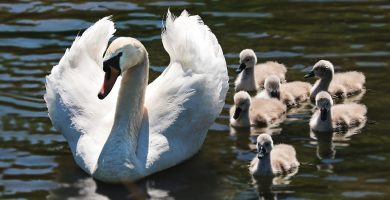 ORACIONES PARA LA FAMILIA, LOS NOVIOS, LOS CASADOS.